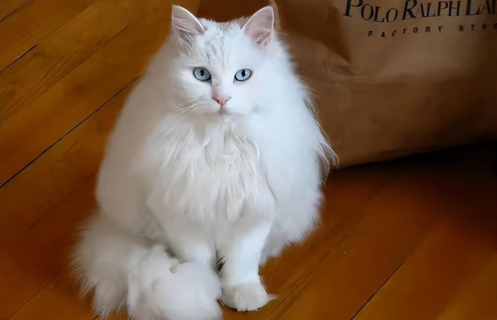 金点猫为什么不能买是什么价位（金点猫多少钱一只2023价格表）