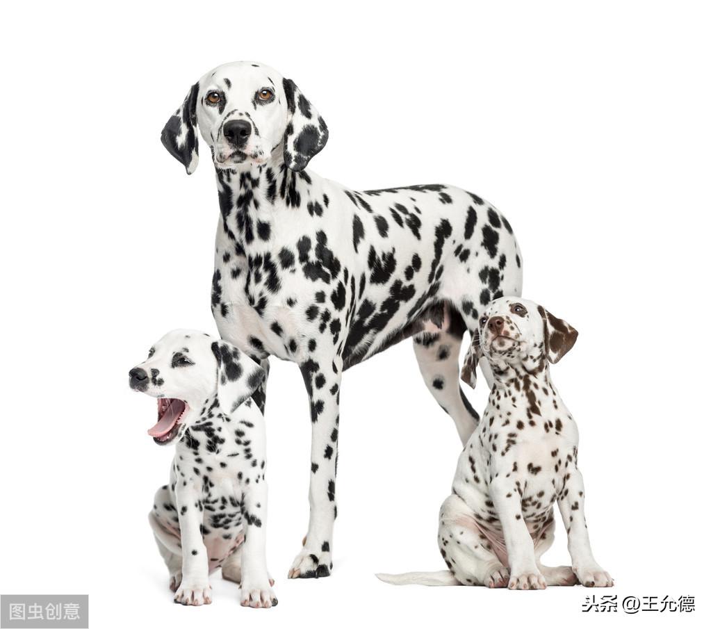 蓝色斑点狗动画片叫什么名字（大麦町犬和斑点狗）