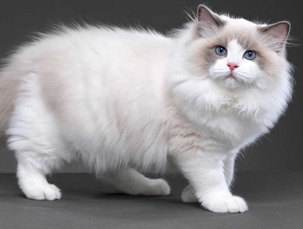 金点猫为什么不能买是什么价位