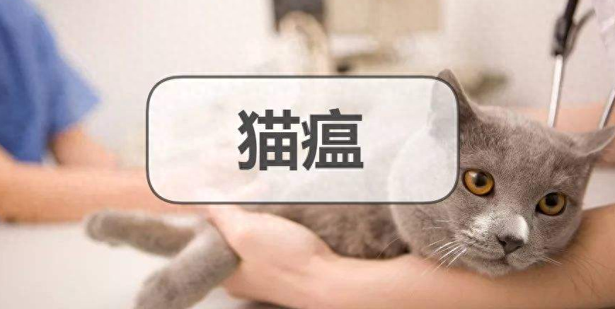 猫瘟在人身上会残留多久(附：猫瘟症状对人没有危害吗)