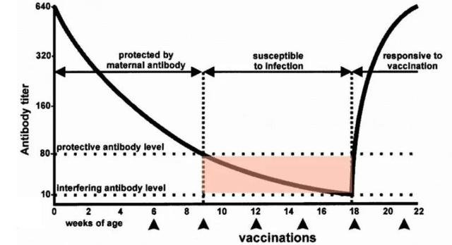 小狗狗要打几针?多少钱?（附：幼犬打疫苗价格）