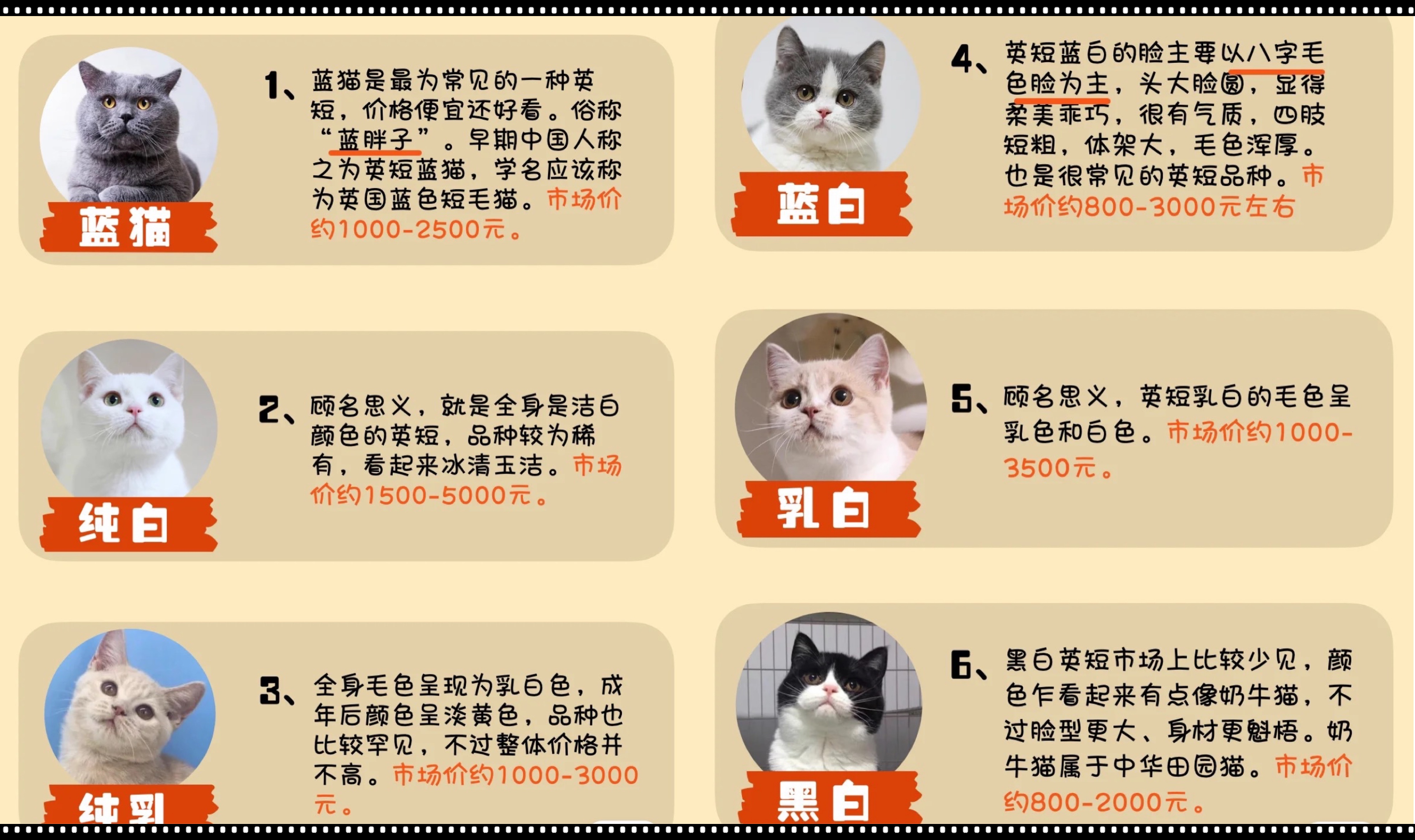 金点猫为什么不能买是什么价位（金点猫多少钱一只2023价格表）