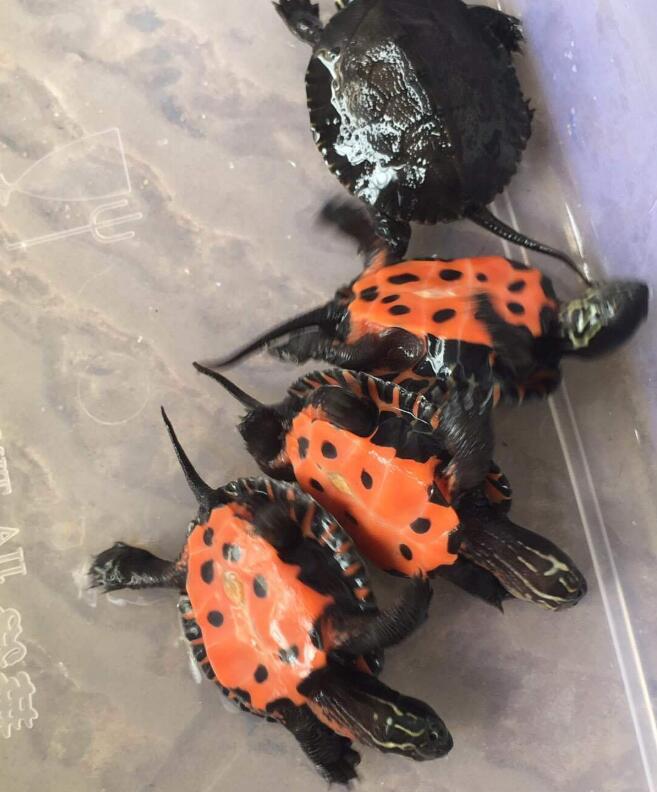 黑颈龟怎么养（黑颈龟的价格走势）