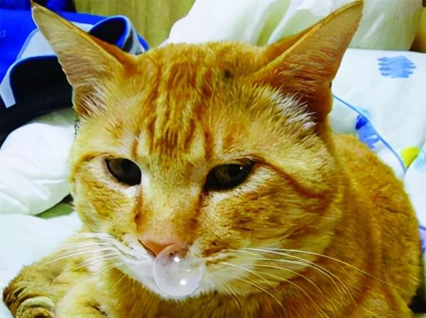 猫哭是因为伤心吗(猫哭了是伤心吗)