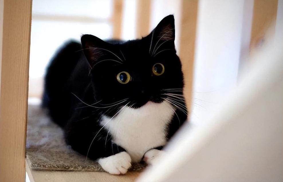 金点猫为什么不能买是什么价位（金点猫多少钱一只2023价格表）