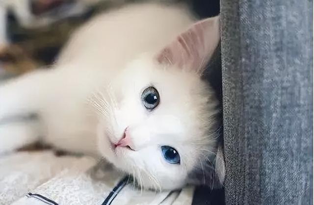 猫对主人的记忆有多久(猫知道自己换主人了吗)