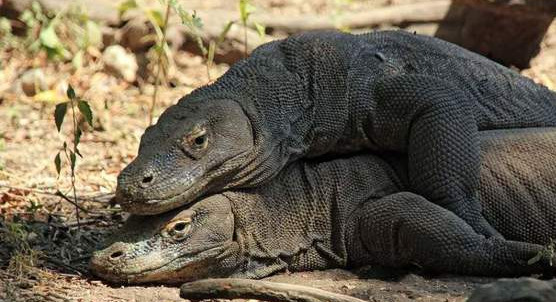 蛇的繁殖器长什么样子呢（附：蛇繁衍后代的生殖原理）
