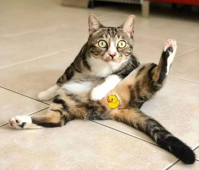 公猫乱尿的原因(公猫乱尿的原因是什么)