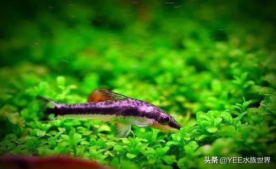 分享不养小精灵鱼的理由（小精灵鱼为什么不建议养呢）