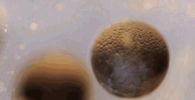 蛇的繁殖器长什么样子呢（附：蛇繁衍后代的生殖原理）