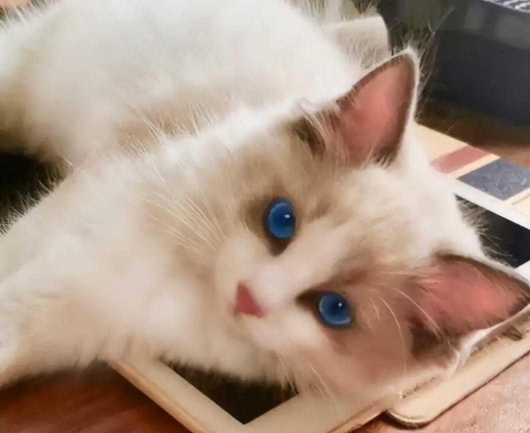 布偶猫为什么不能养（详解：养布偶猫的6大坏处）