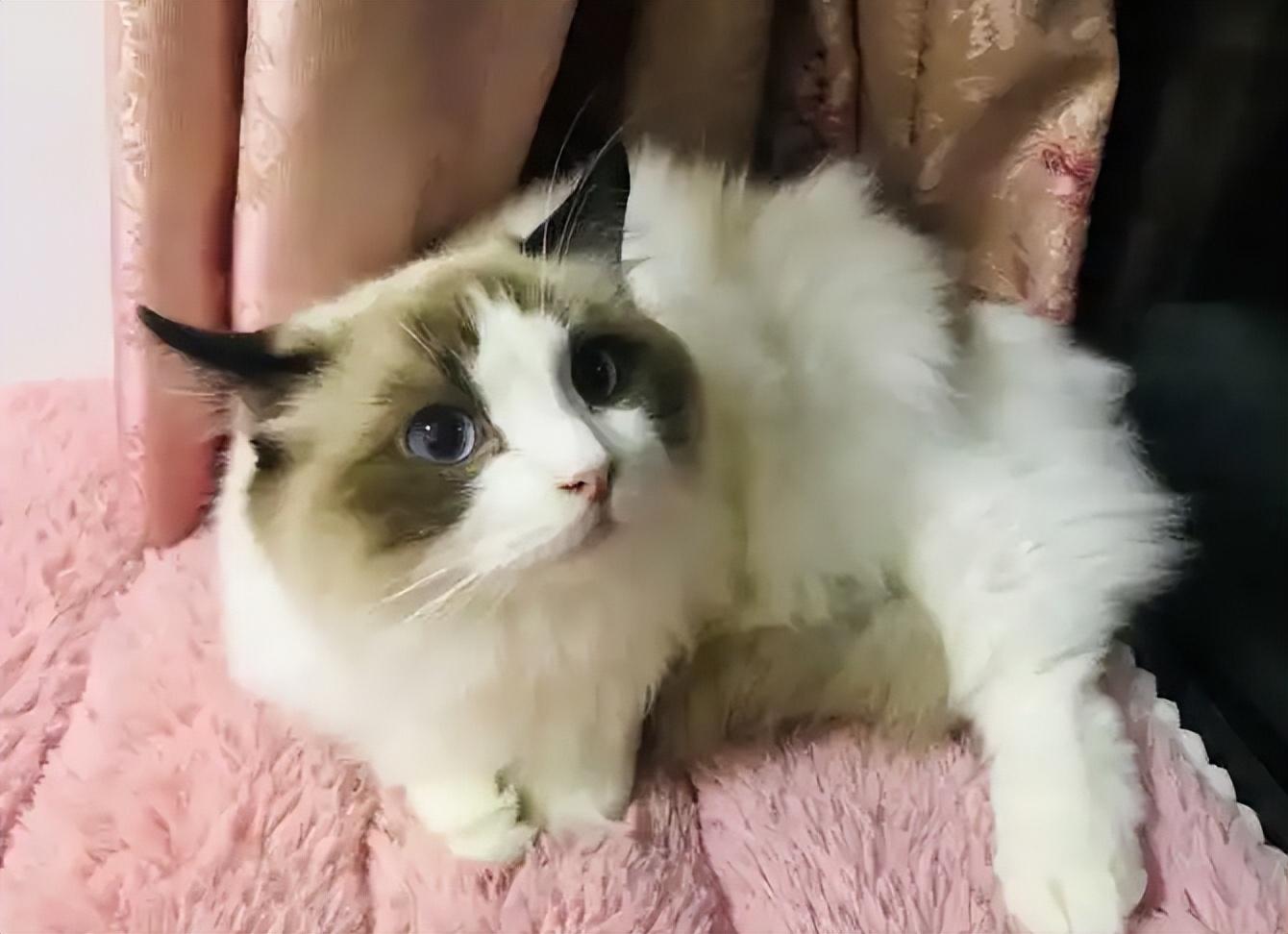 布偶猫为什么不能养（详解：养布偶猫的6大坏处）