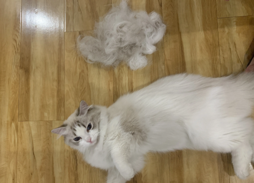 布偶猫为什么不能养（详解：养布偶猫的6大坏处）