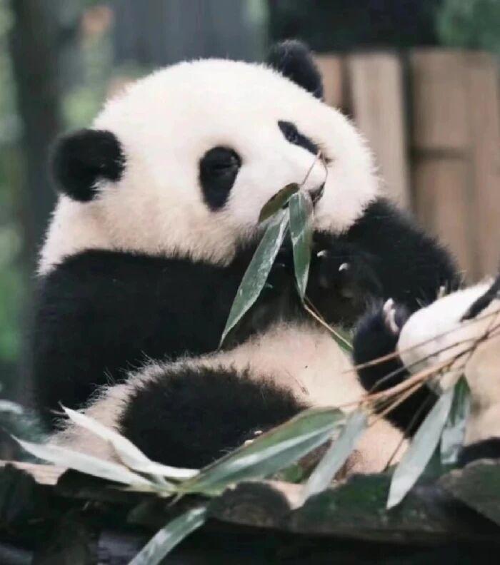 中国唯一一只金色熊猫是谁