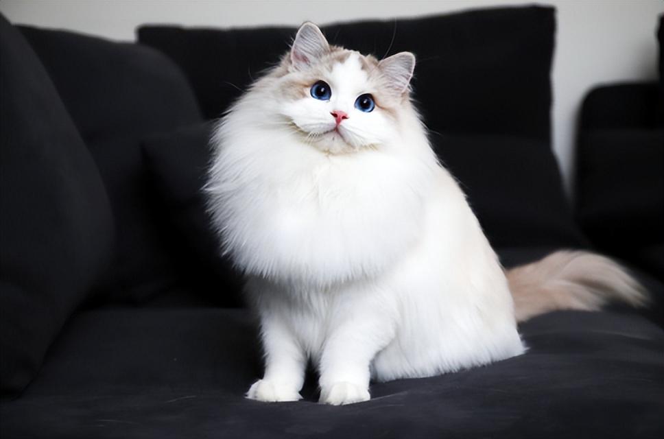 金点猫为什么不能买是什么价位（金点猫多少钱一只2023价格表）