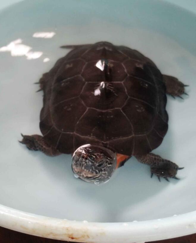 黑颈龟怎么养（黑颈龟的价格走势）