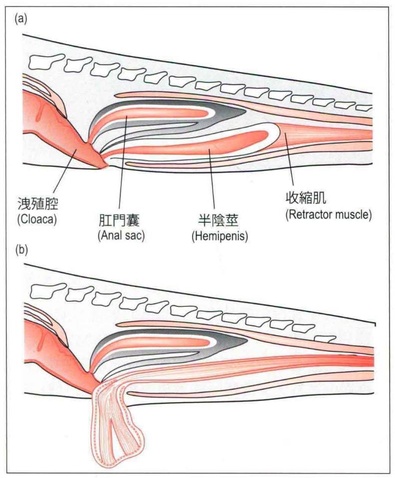 蛇的繁殖器长什么样子呢（附：蛇繁衍后代的生殖原理）