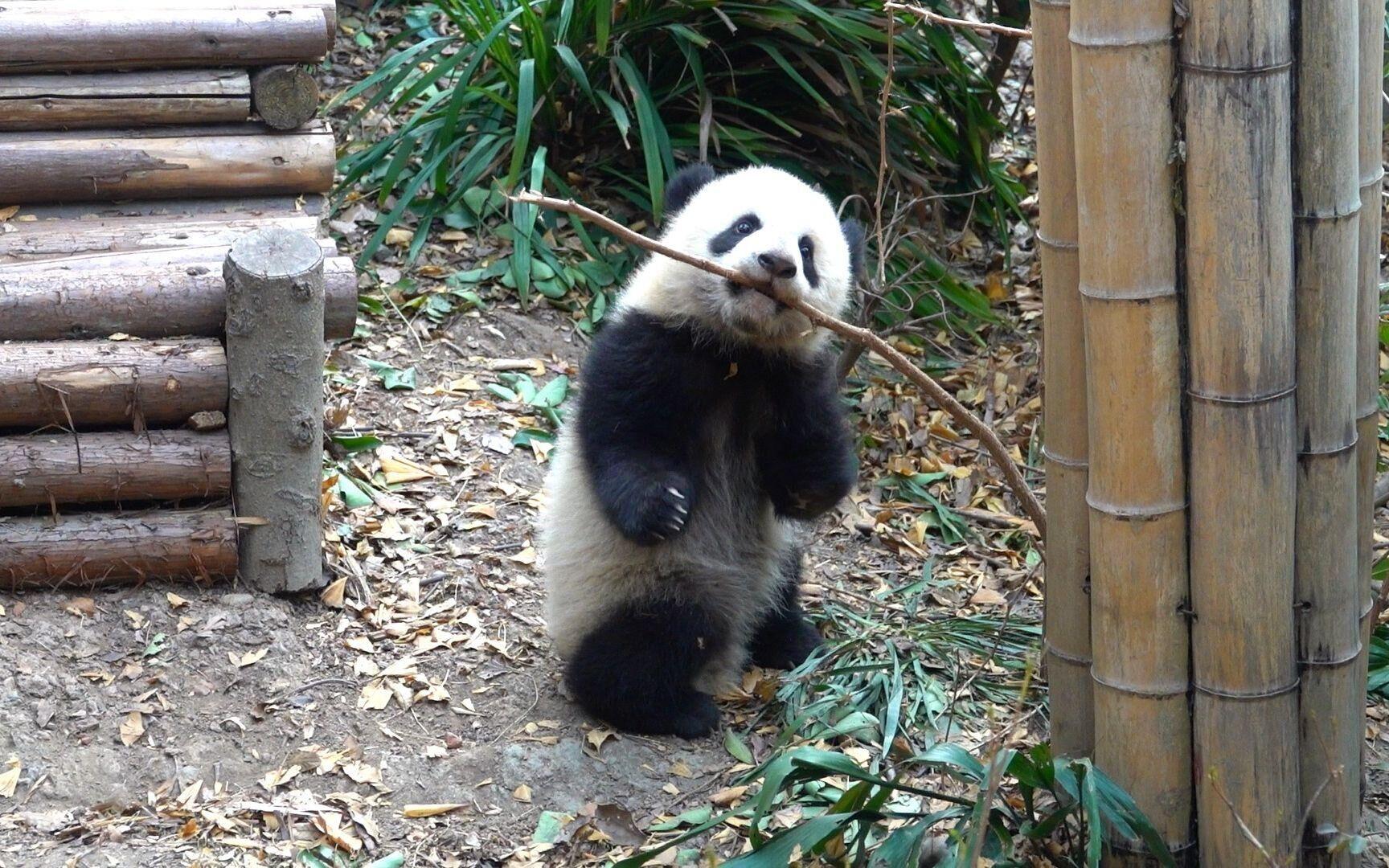 中国唯一一只金色熊猫是谁(金色大熊猫的图片)