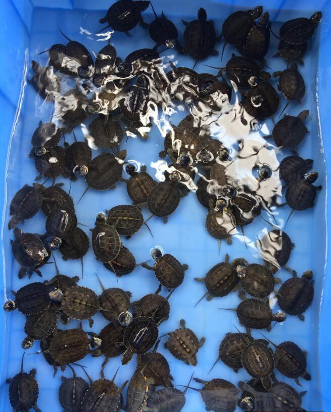 黑颈龟怎么养（黑颈龟的价格走势）