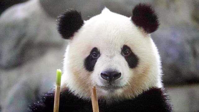 中国唯一一只金色熊猫是谁(金色大熊猫的图片)