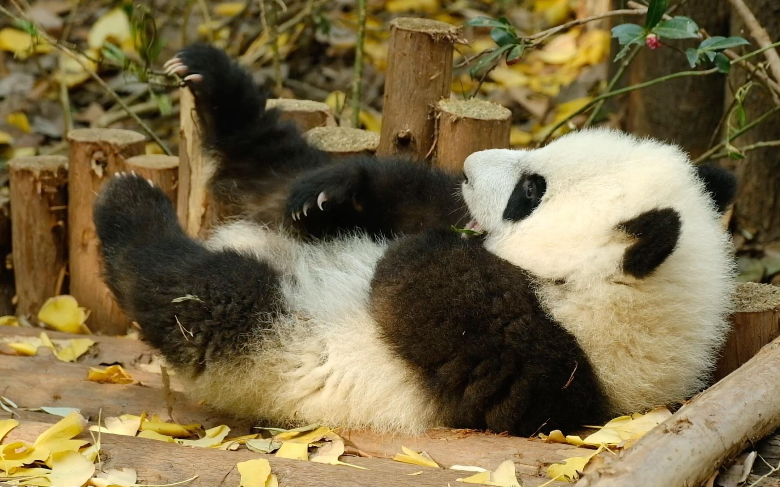 中国唯一一只金色熊猫是谁(金色大熊猫的图片)