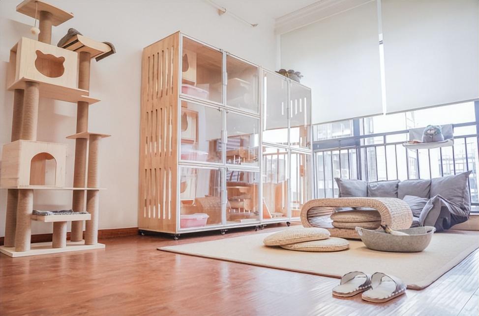 金点猫为什么不能买是什么价位（金点猫多少钱一只2023价格表）