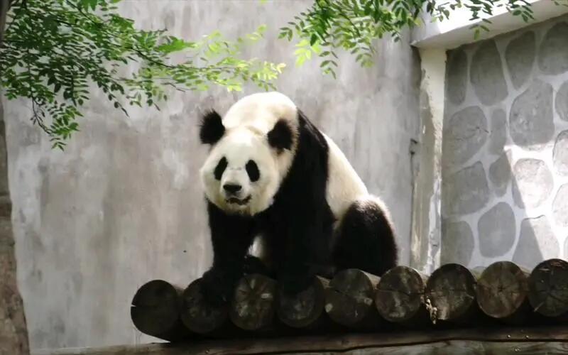 中国唯一一只金色熊猫是谁(金色大熊猫的图片)