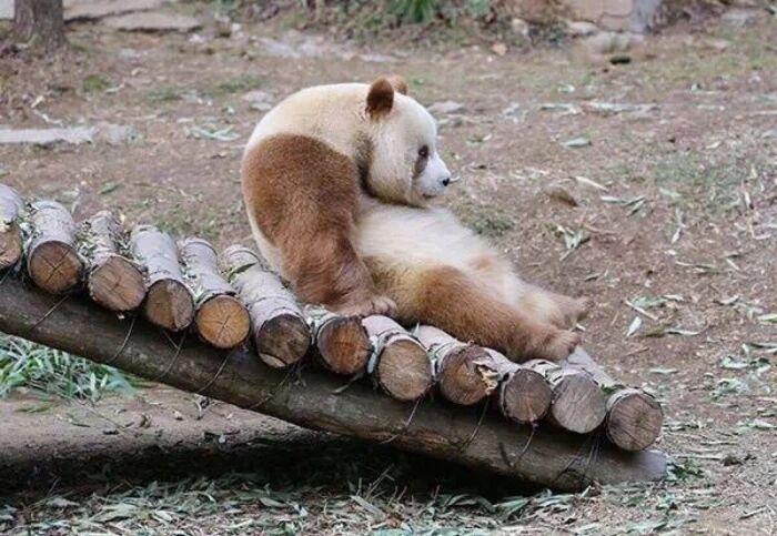 中国唯一一只金色熊猫是谁(金色大熊猫的图片)