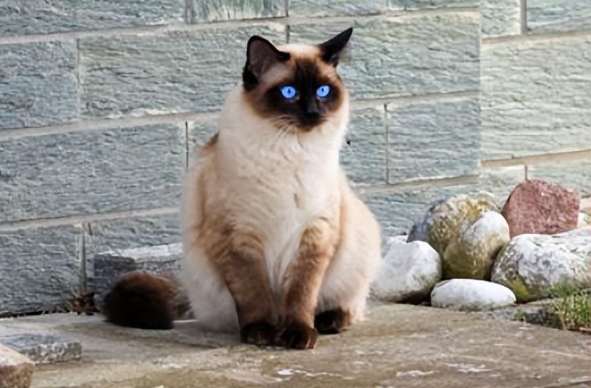 金点猫为什么不能买是什么价位（金点猫多少钱一只2023价格表）