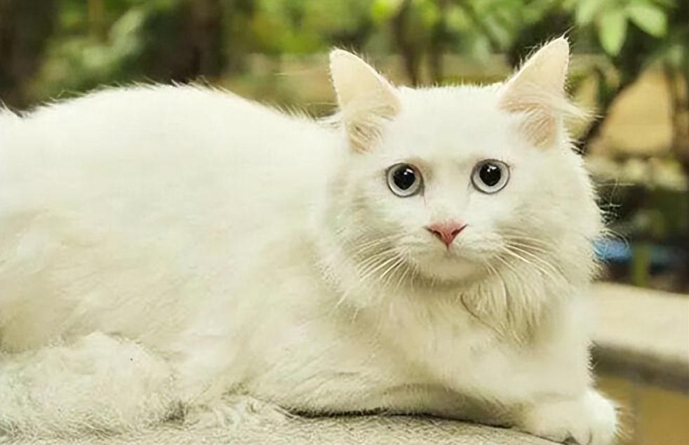 金点猫为什么不能买是什么价位（金点猫多少钱一只2023价格表）