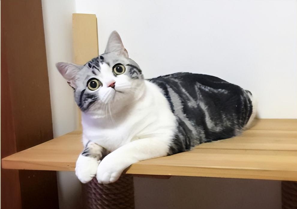 金点猫为什么不能买是什么价位（金点猫多少钱一只2023价格表）