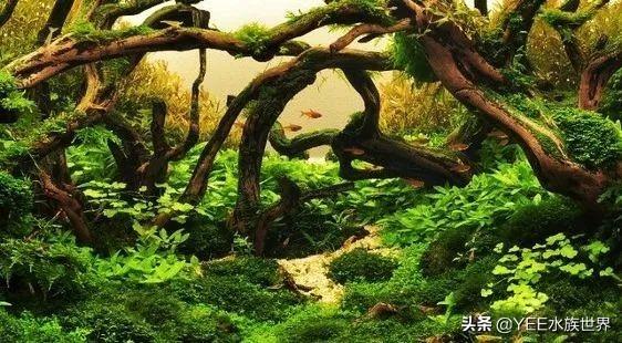 分享不养小精灵鱼的理由