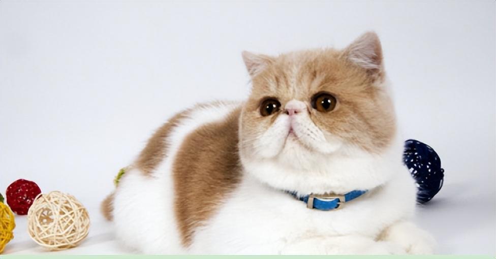 金点猫为什么不能买是什么价位（金点猫多少钱一只2023价格表）