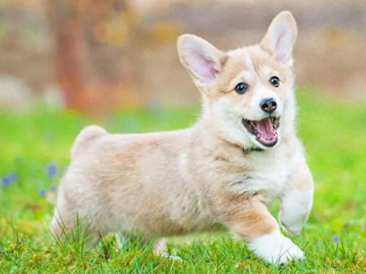 好听公犬名字有吗（取狗名这种事还是00后会玩）