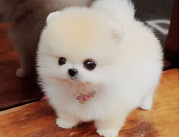 茶杯恶犬资料（茶杯恶犬2023）