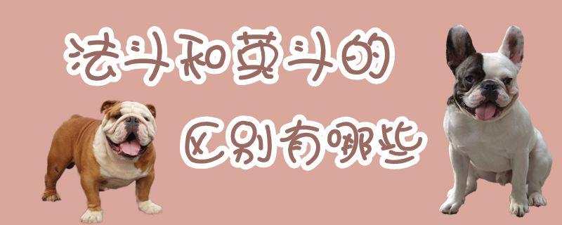 英国斗牛犬和法国斗牛犬的区别