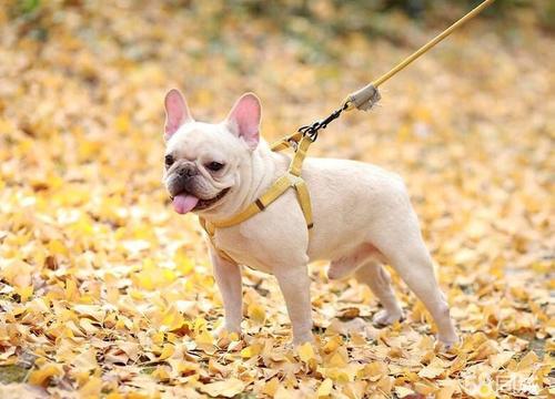 英国斗牛犬和法国斗牛犬的区别（英国斗牛犬简介）