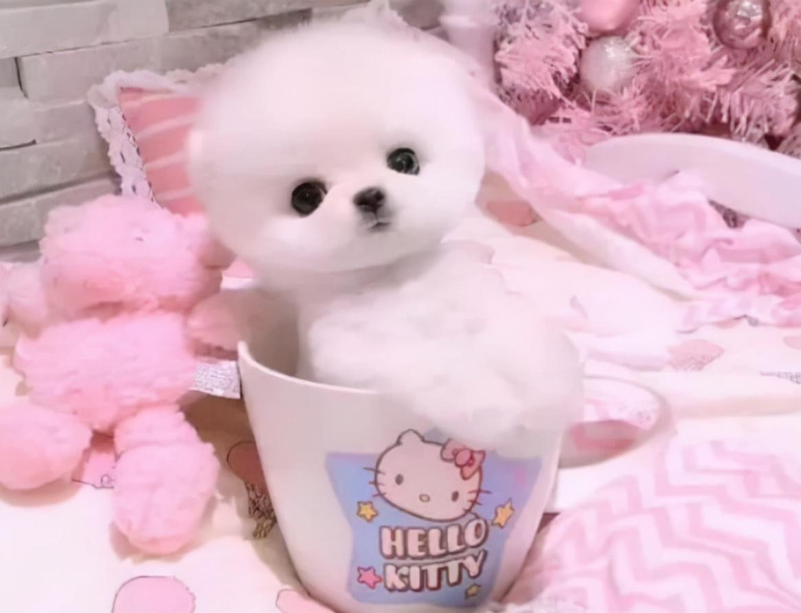茶杯恶犬资料（茶杯恶犬2023）
