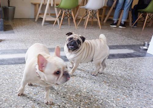 英国斗牛犬和法国斗牛犬的区别（英国斗牛犬简介）