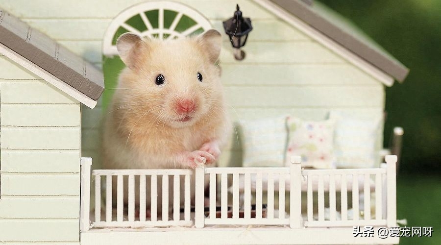 金丝熊身上有大量病毒吗（盘点关于对仓鼠的疑问）