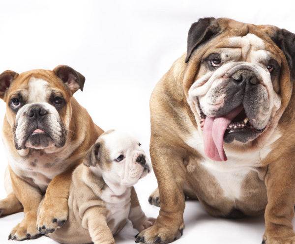 英国斗牛犬和法国斗牛犬的区别（英国斗牛犬简介）