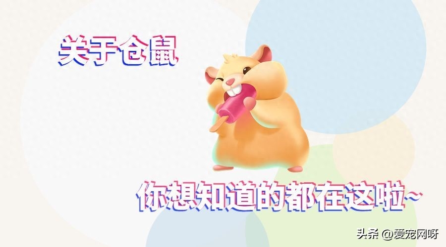 金丝熊身上有大量病毒吗（盘点关于对仓鼠的疑问）