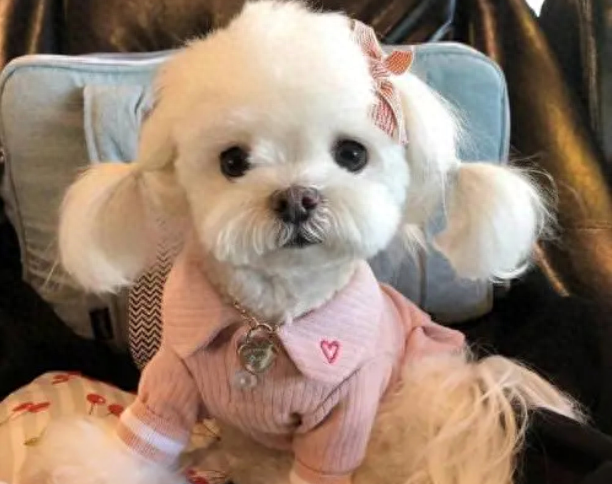 好听公犬名字有吗（取狗名这种事还是00后会玩）