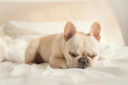 英国斗牛犬和法国斗牛犬的区别（英国斗牛犬简介）