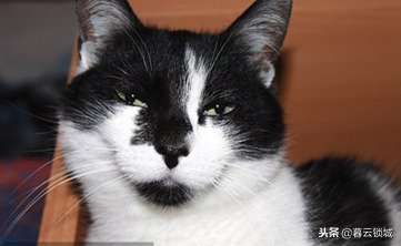 有排除狂犬病最简单的方法吗