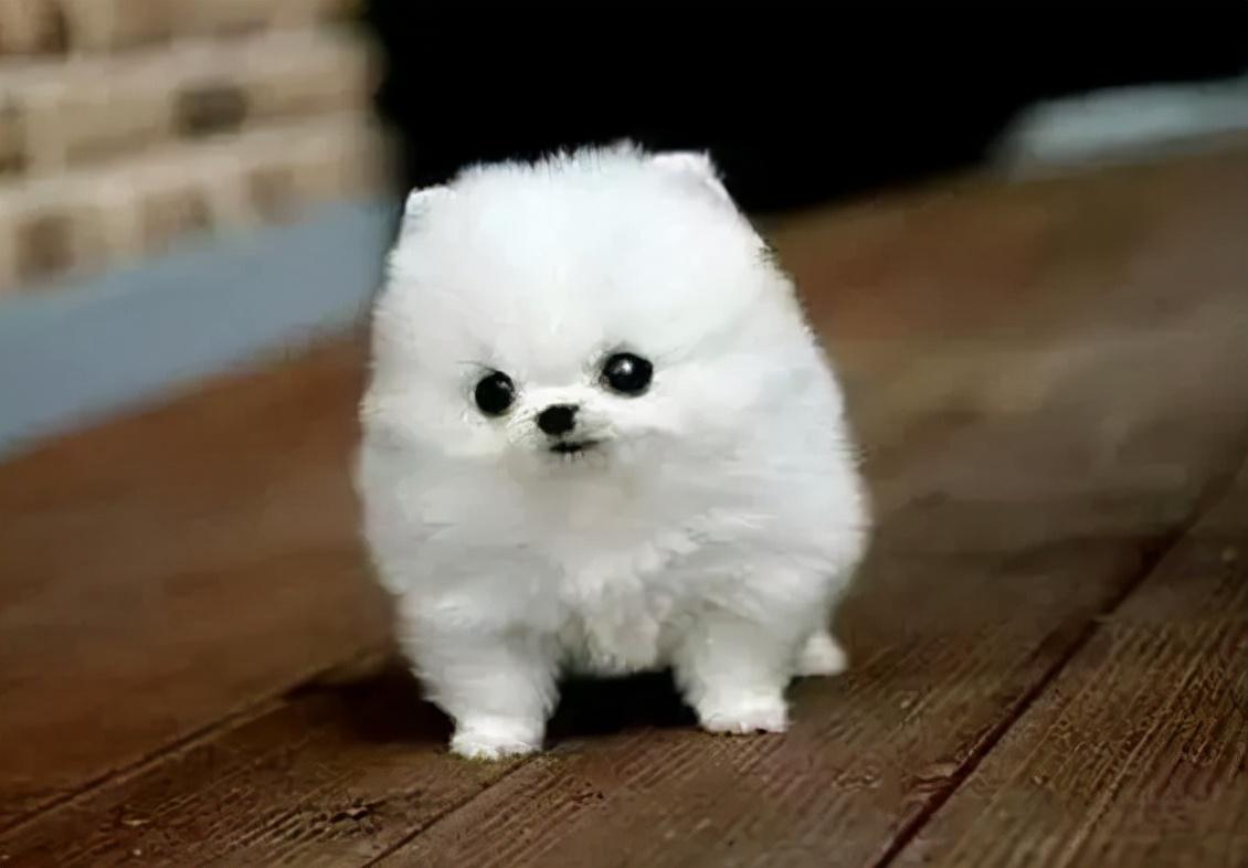 茶杯恶犬资料（茶杯恶犬2023）