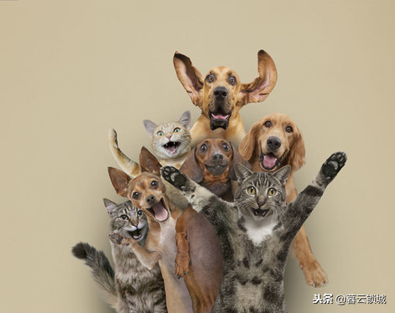 有排除狂犬病最简单的方法吗（教你一招科学观察法全搞定）