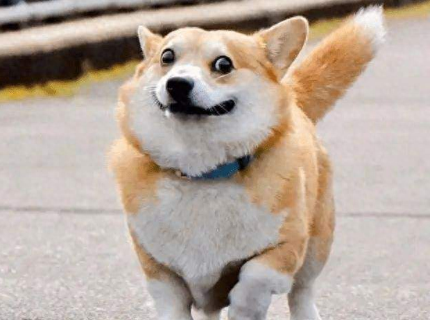 好听公犬名字有吗