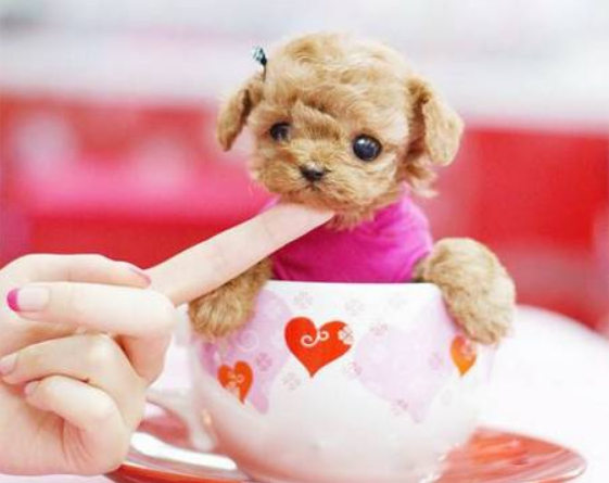 茶杯恶犬资料（茶杯恶犬2023）