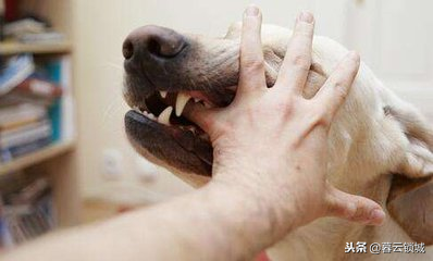 有排除狂犬病最简单的方法吗（教你一招科学观察法全搞定）